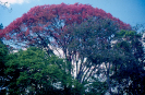 Árvore | Paisagem do Parque Nacional Pau Brasil 