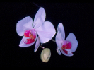 Orquídea ( Orchidaceae )