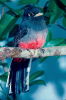 Ave | Surucuá-de-peito-azul ou surucuá-variado (Trogon surrucura)